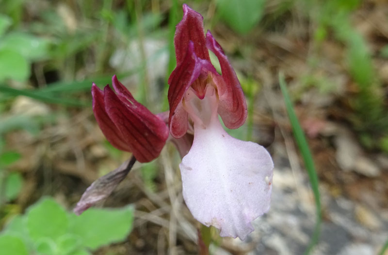 Anacamptis papilionacea